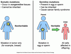 Difference between somatic and germline mutations